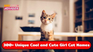 300+ Unique Cool and Cute Girl Cat Names