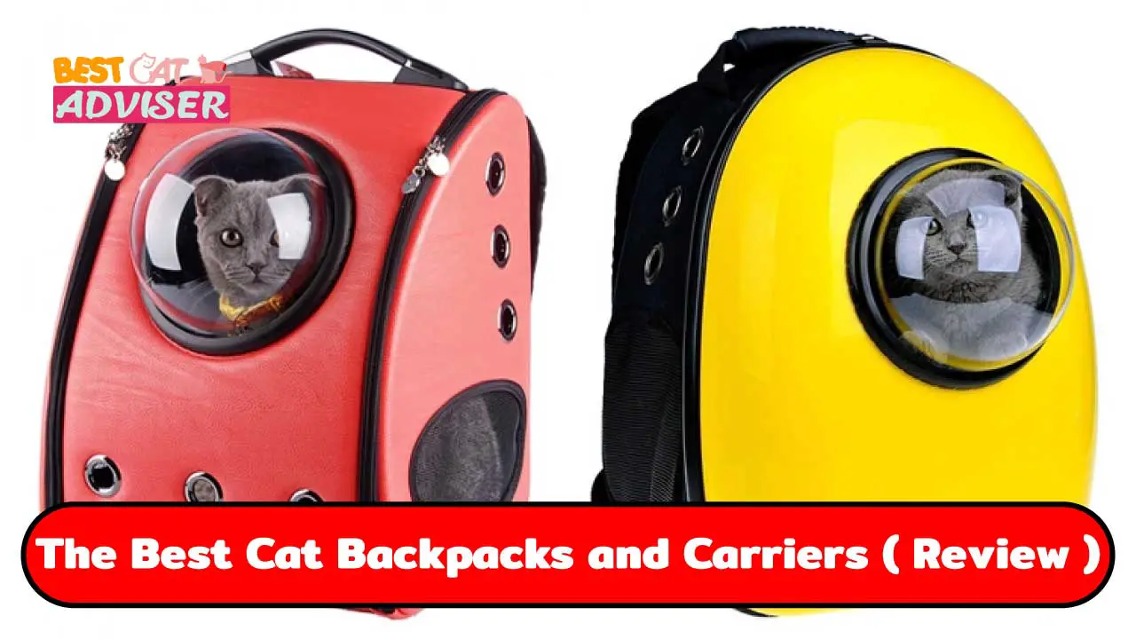 15 Best Cat Backpacks and Carriers: Take Your Cat Everywhere