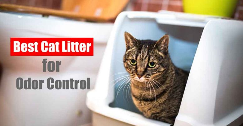The 7 Best Cat Litter for Odor Control 2021 with Ultimate Guide » Best