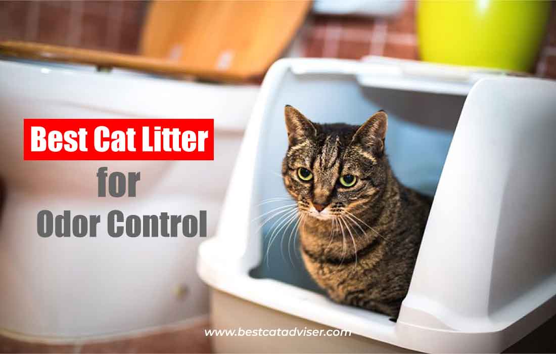 7 Cat Litter for Odor Control: Stop Toxic Odors Now