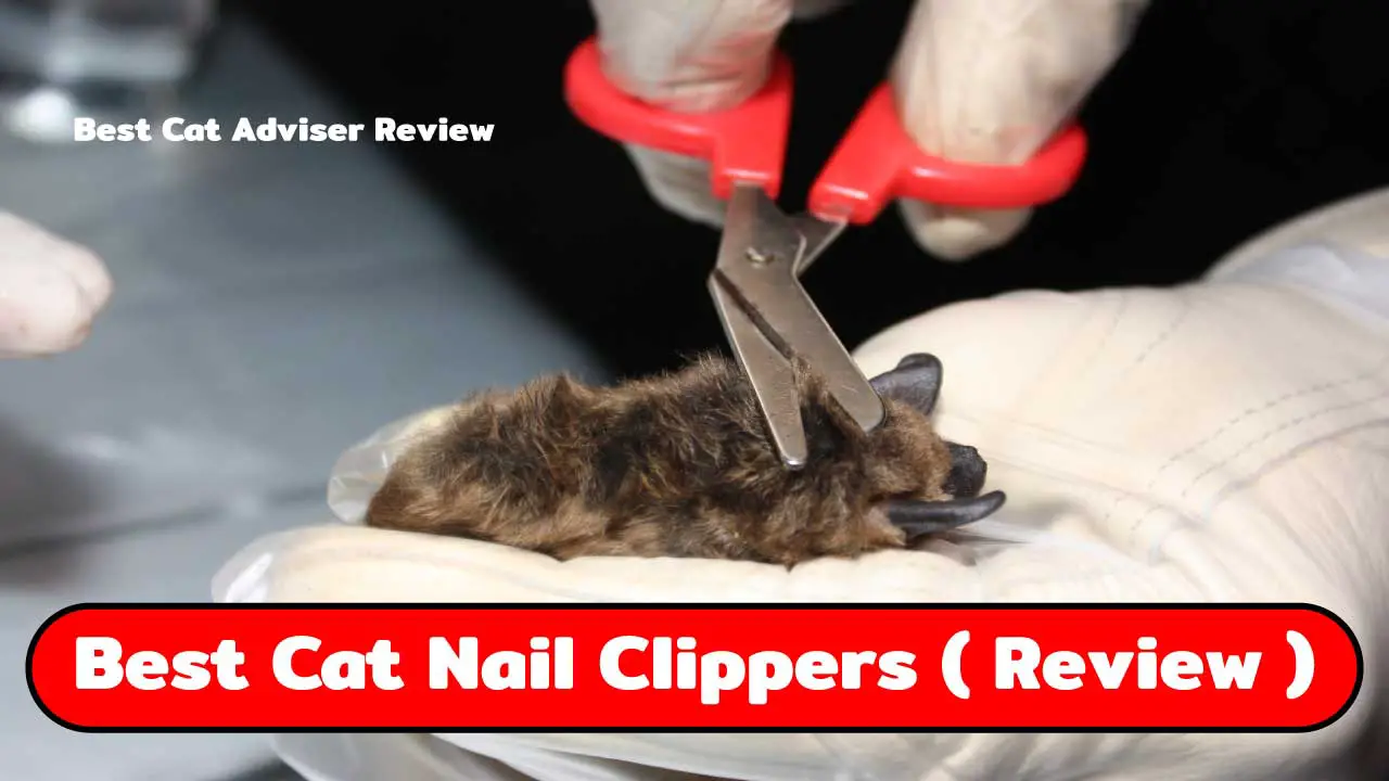 nail clippers for cats reviews
