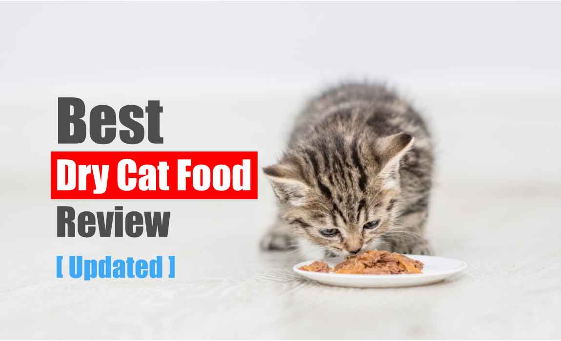 Top 10 Best Dry Cat Food Review 2021 [Fully Explained] » Best Cat Adviser