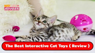 Best Interactive cat toys