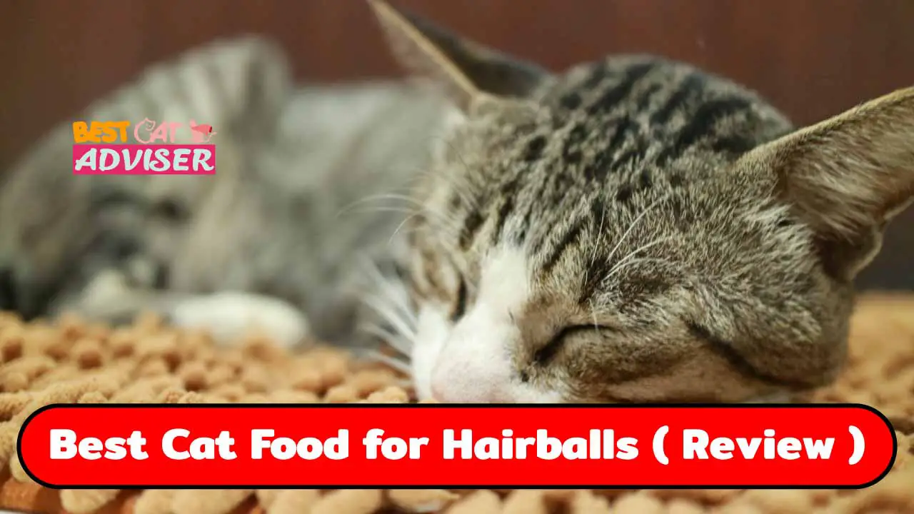 7 Best Cat Food for Hairballs (Dec) in 2019 BestCatAdviser