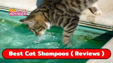 The 5 Best Cat Shampoos for your Cat