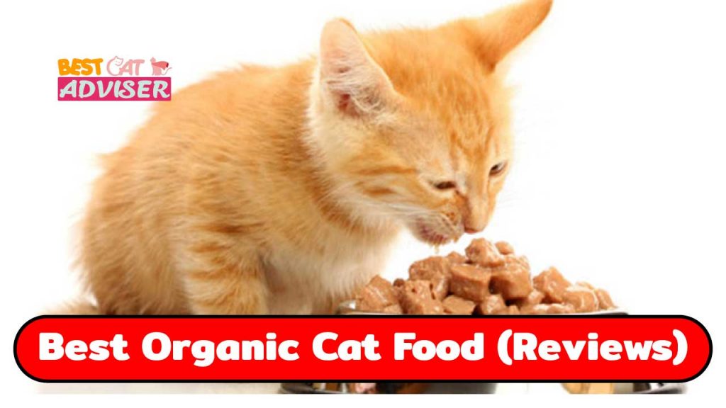 Top 10 Best Dry Cat Food Review 2021 [Fully Explained] » Best Cat Adviser