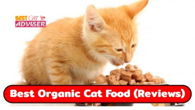 Best Organic Cat Food