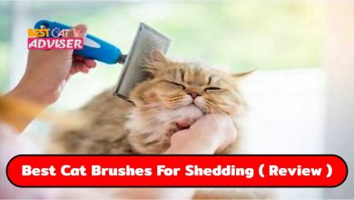 Best Cat Brushes For Shedding