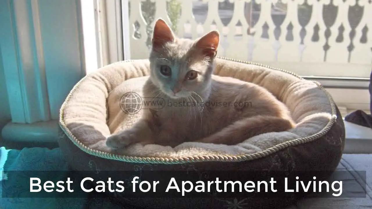 Urban Living? 10 Best Cats for Apartment Living