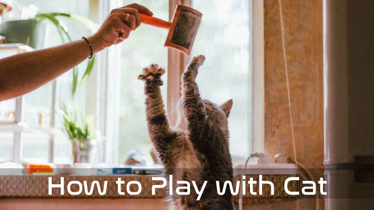 How to Play with Cat: Be a Favorite Human!
