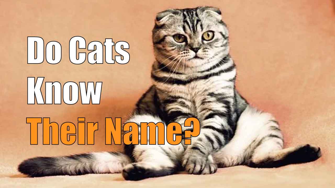 Do Cats Know Their Name? Unlocking the Mystery