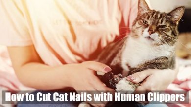 How to Cut Cat Nails with Human Clippers