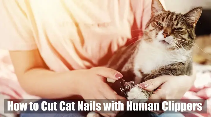 How to Cut Cat Nails with Human Clippers: Step by Step