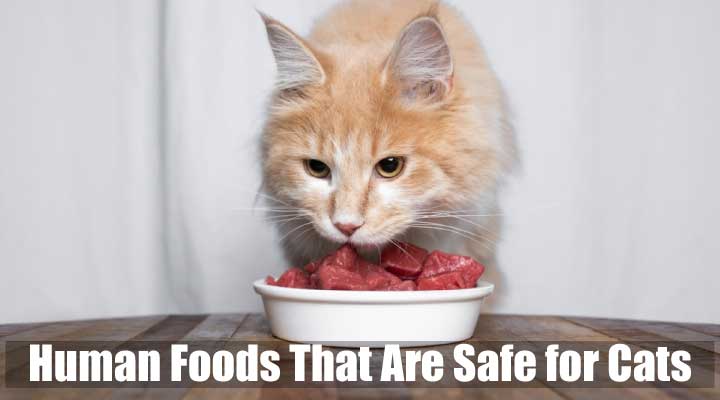 Can Cats Eat Human Food Like Dogs? Is that safe for Cats?
