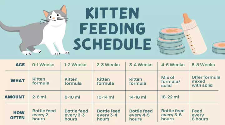 Kitten feeding schedule