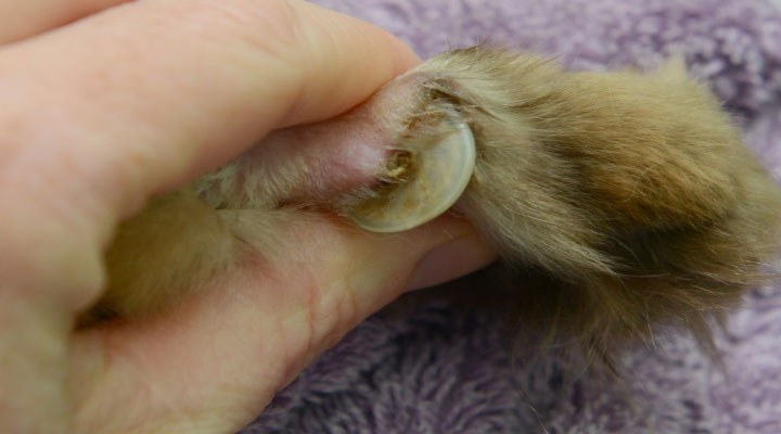 What to Do If Your Pet has an Ingrown Nail. 