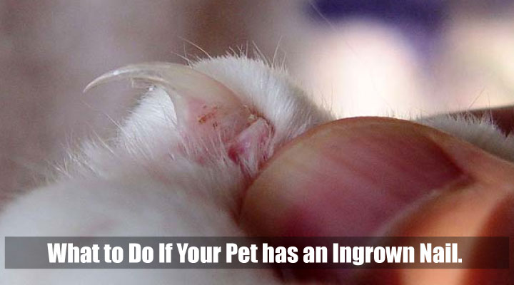 Uncovering Solutions! What to Do If Your Pet has an Ingrown Nail