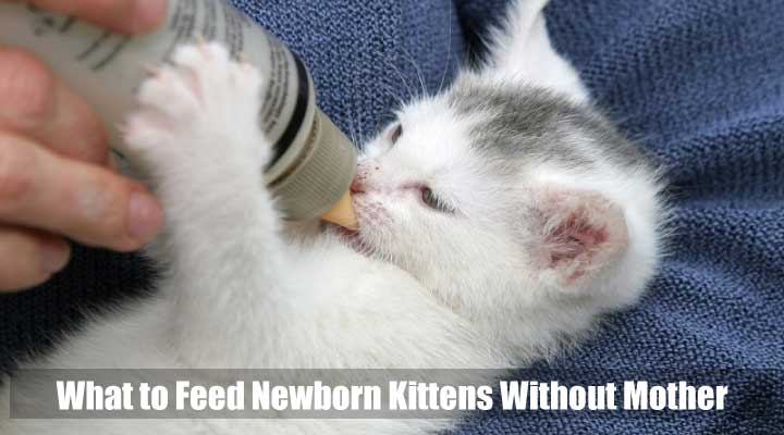 What to Feed Newborn Kittens Without Mother