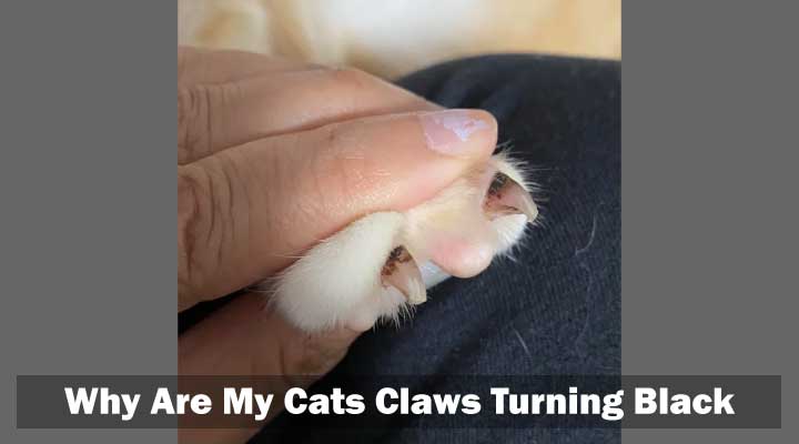 Why Are My Cats Claws Turning Black [Causes and Treatment]