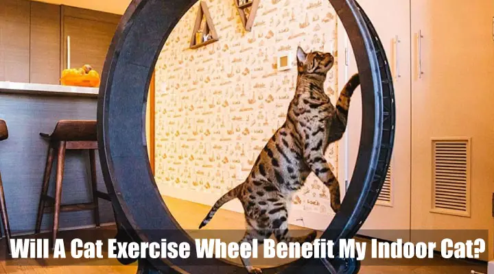 Will A Cat Exercise Wheel Benefit My Indoor Cat?