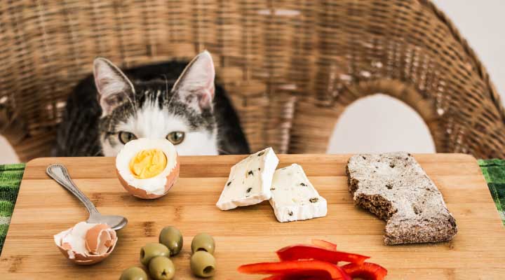 human foods that are safe for cats