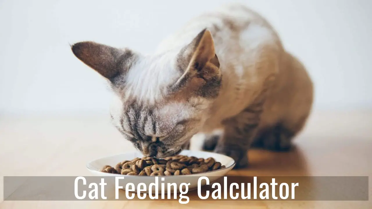 How Much Should I Feed My Cat Calculator