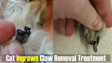 Cat Ingrown Claw Removal Treatment