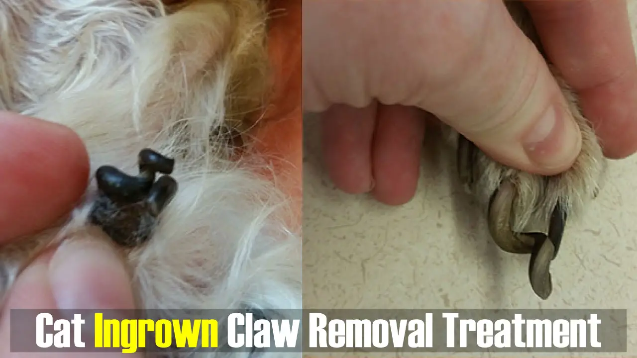 Ouch! Cat Ingrown Claw Removal Treatment, Causes, and Prevention
