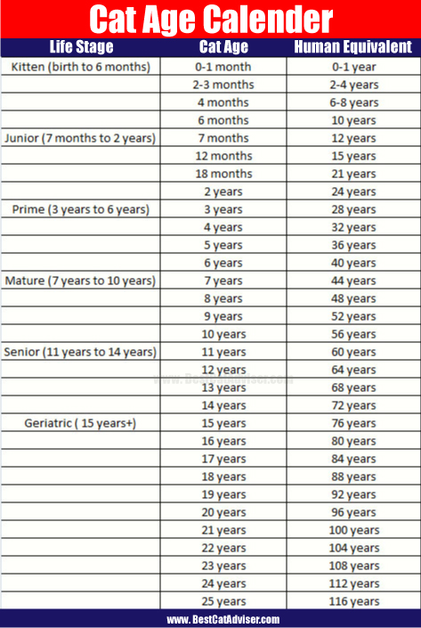 Can years to human years Chart