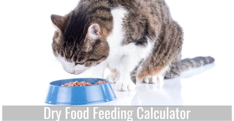 Dry Food Feed Cat Calculator