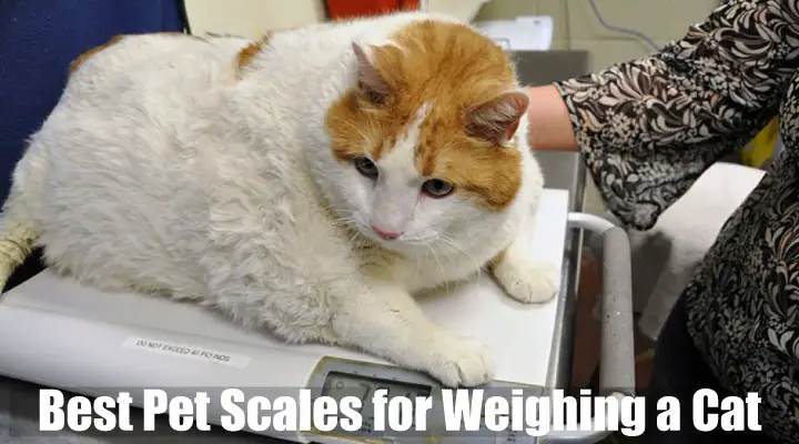 Best Pet Scales for Weighing a Cat
