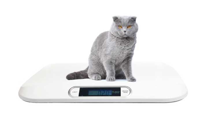 Digital Portable Pet Dog Cat Scale