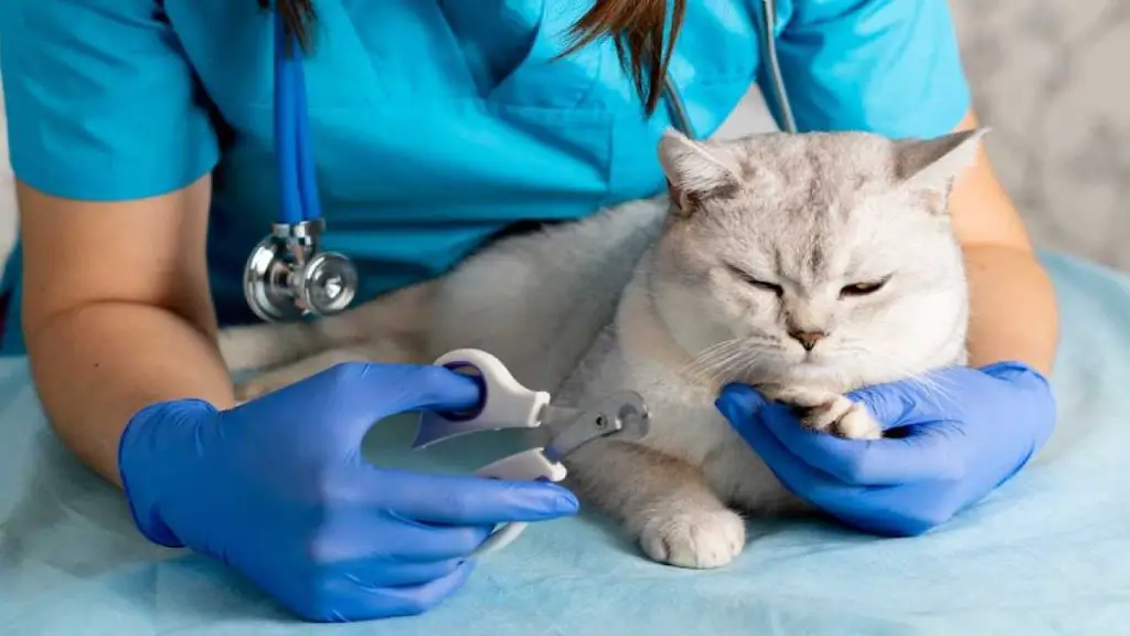How to Restrain a Cat for Nail Clipping