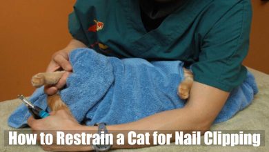 How to Restrain a Cat for Nail Clipping