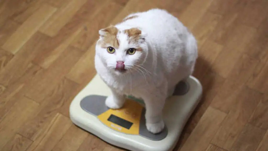 how to weigh a cat at home