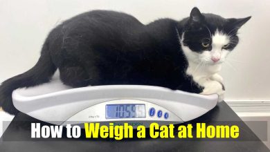 How to Weigh a Cat at Home