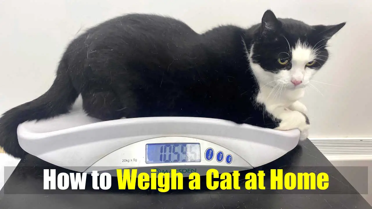 How to Weigh a Cat at Home: It’s Easier Than You Think!