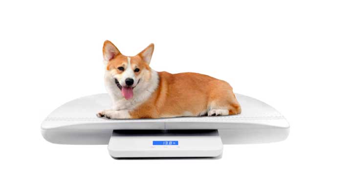 Best Pet Scales for Weighing a Cat