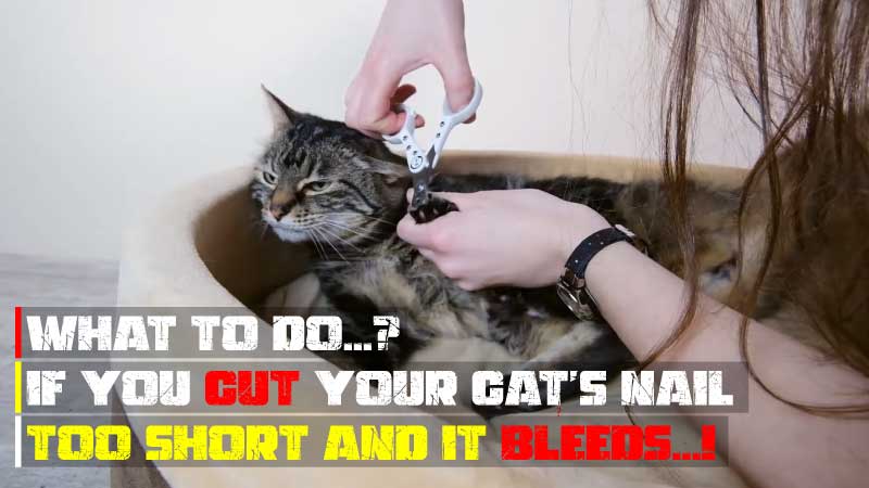 What to Do if You Cut Your Cat’s Nail Too Short and It Bleeds