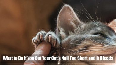 What to Do if You Cut Your Cat's Nail Too Short and It Bleeds