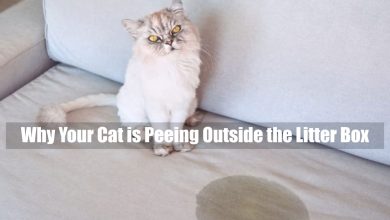 Why Your Cat is Peeing Outside the Litter Box