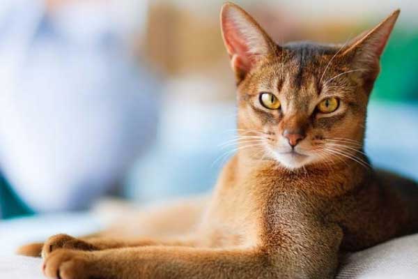 What are All the Cat Breeds: A to Z List of Cat Breeds with Photos 1