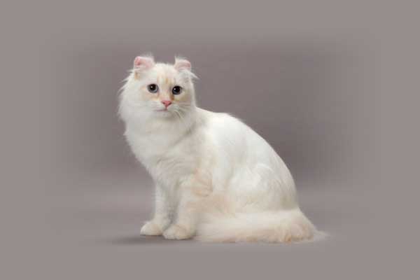 What are All the Cat Breeds: A to Z List of Cat Breeds with Photos 3