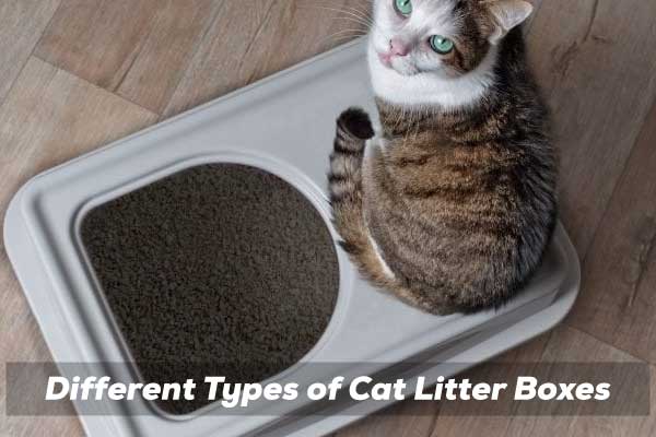 Different Types of Cat Litter Boxes