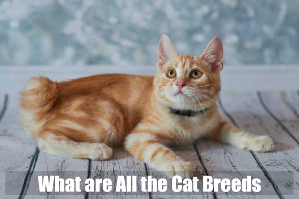 What are All the Cat Breeds
