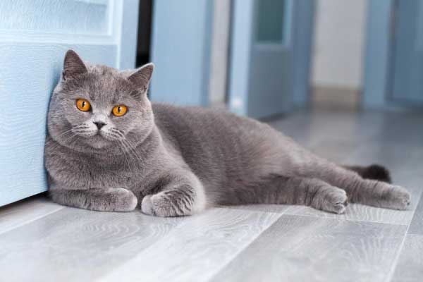 What are All the Cat Breeds: A to Z List of Cat Breeds with Photos 6