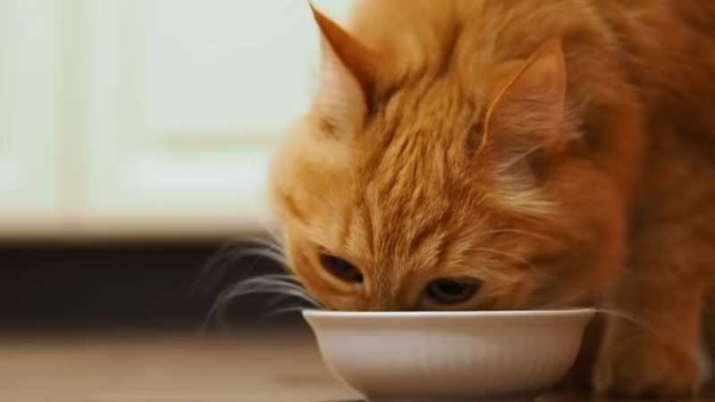 What Happens If My Cat Eats Black Pepper: Surprising Effects