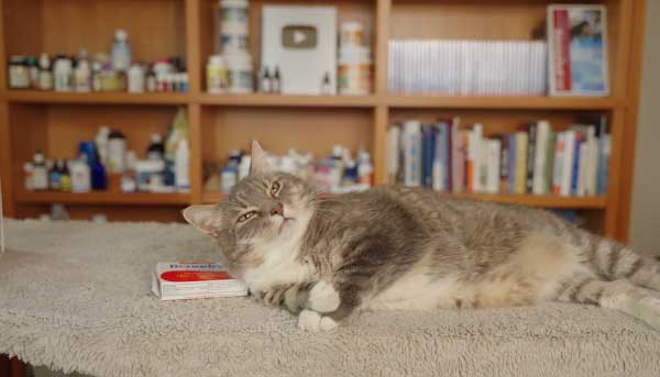 Factors to Consider Before Giving Benadryl to Cats