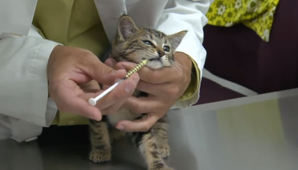How Much Does Deworming Cost at the Vet