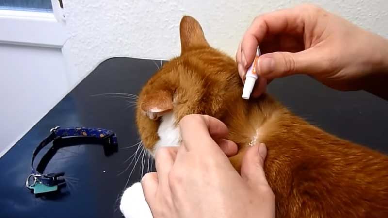 Accidentally Gave Cat Double Dose of Flea Medicine: Steps You Should take Next